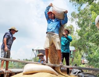 Giá vật tư tăng, nông dân ĐBSCL lo lắng bước vào vụ hè thu